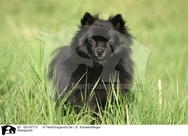 Zwergspitz / Pomeranian / SS-00173