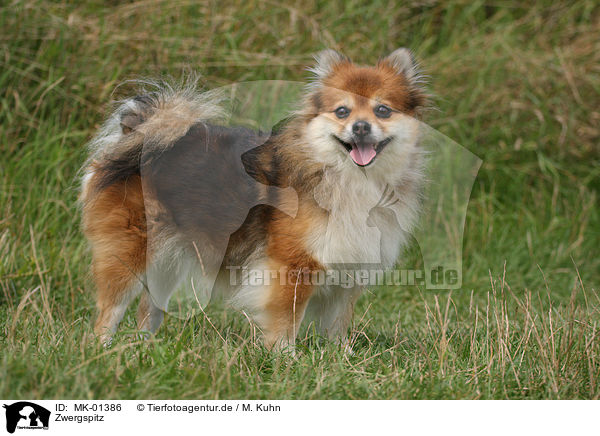 Zwergspitz / MK-01386