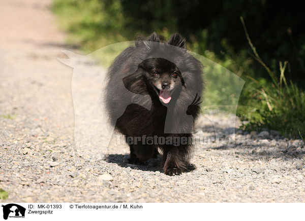 Zwergspitz / Pomeranian / MK-01393