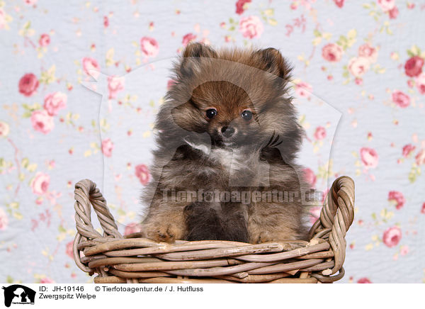 Zwergspitz Welpe / Pomeranian puppy / JH-19146