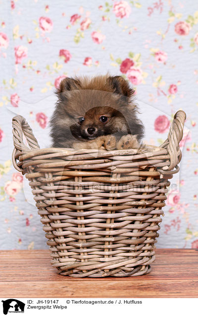 Zwergspitz Welpe / Pomeranian puppy / JH-19147
