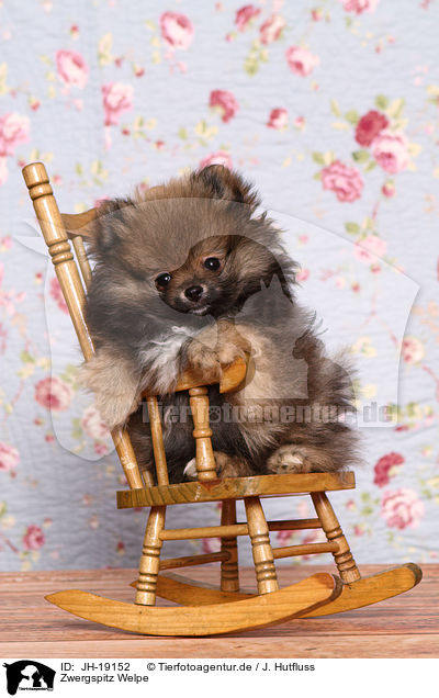 Zwergspitz Welpe / Pomeranian puppy / JH-19152