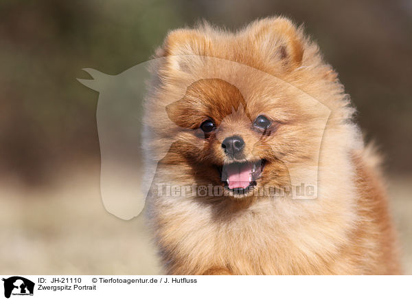 Zwergspitz Portrait / JH-21110