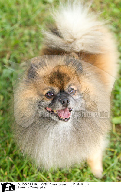 sitzender Zwergspitz / sitting Pomeranian / DG-08189