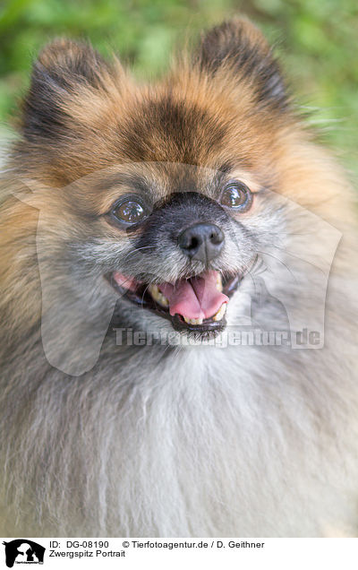 Zwergspitz Portrait / DG-08190