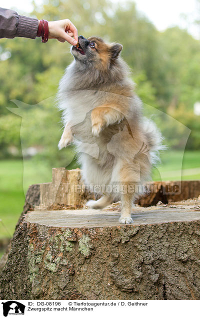 Zwergspitz macht Mnnchen / begging Pomeranian / DG-08196