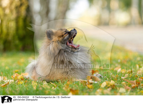 ghnender Zwergspitz / yawning Pomeranian / DG-08202