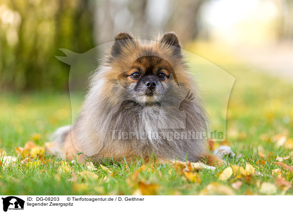 liegender Zwergspitz / lying Pomeranian / DG-08203