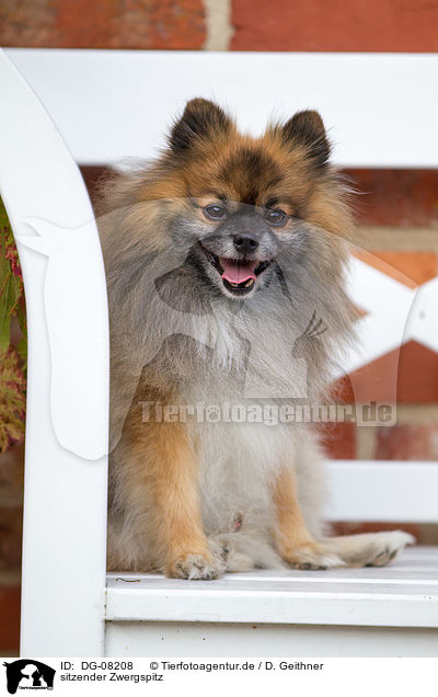 sitzender Zwergspitz / sitting Pomeranian / DG-08208