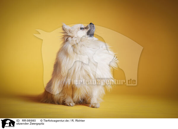 sitzender Zwergspitz / RR-98980