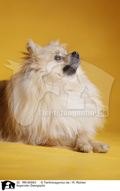 liegender Zwergspitz / lying Pomeranian / RR-98983