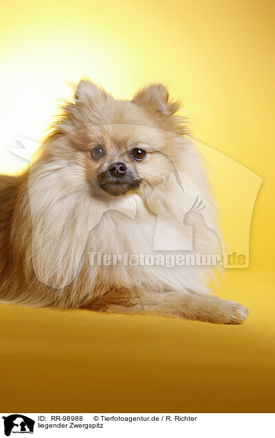 liegender Zwergspitz / lying Pomeranian / RR-98988