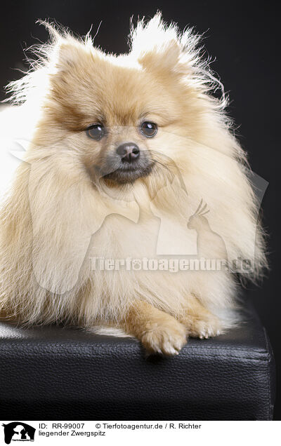 liegender Zwergspitz / RR-99007