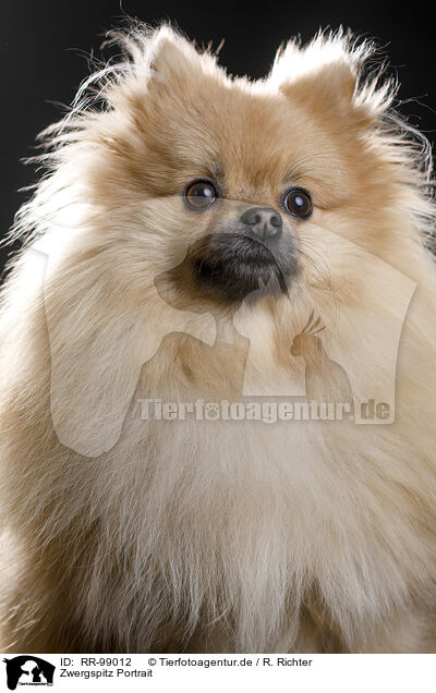 Zwergspitz Portrait / Pomeranian Portrait / RR-99012