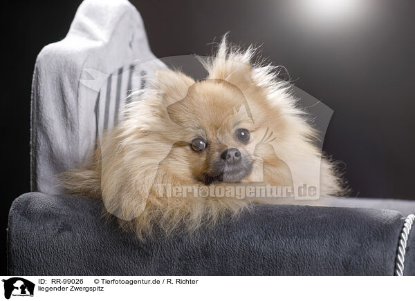 liegender Zwergspitz / lying Pomeranian / RR-99026