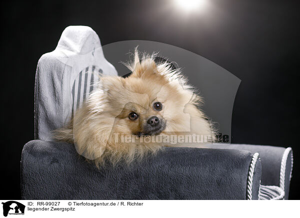 liegender Zwergspitz / lying Pomeranian / RR-99027