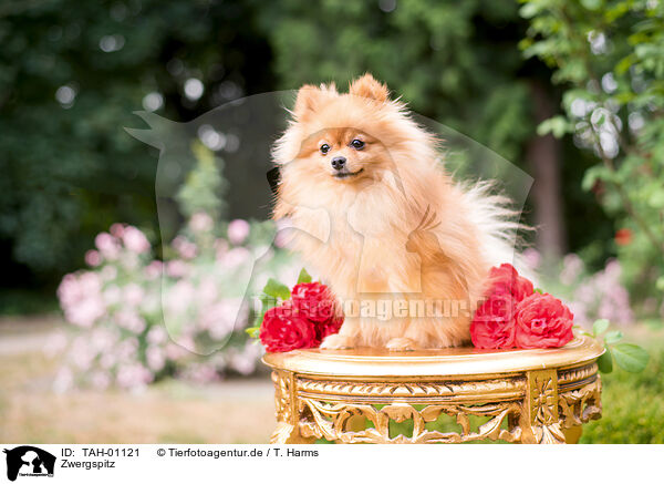 Zwergspitz / Pomeranian / TAH-01121