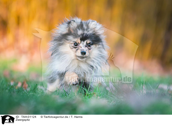 Zwergspitz / Pomeranian / TAH-01124