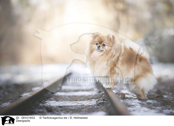 Zwergspitz / Pomeranian / DH-01602