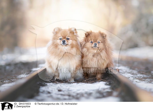 2 Zwergspitze / 2 Pomeranians / DH-01603