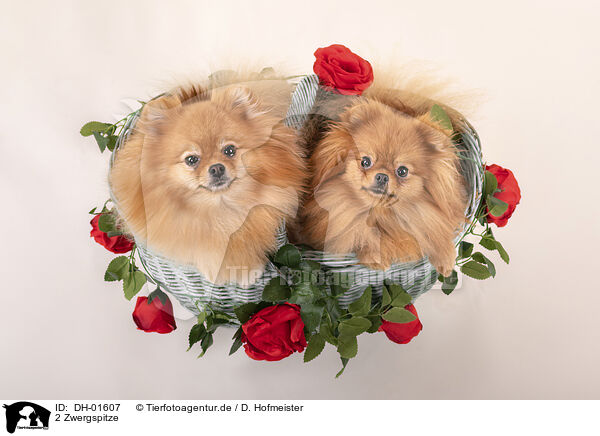 2 Zwergspitze / 2 Pomeranians / DH-01607