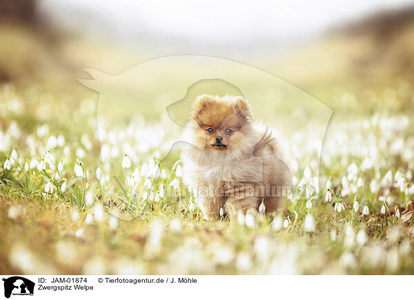 Zwergspitz Welpe / Pomeranian Puppy / JAM-01874