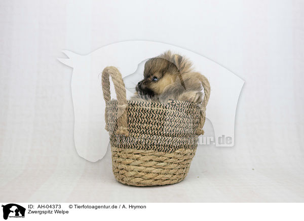 Zwergspitz Welpe / Pomeranian Puppy / AH-04373