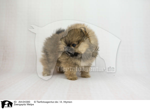 Zwergspitz Welpe / Pomeranian Puppy / AH-04380