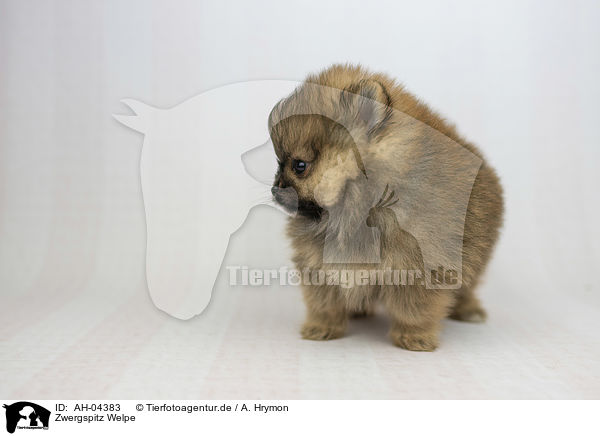Zwergspitz Welpe / Pomeranian Puppy / AH-04383