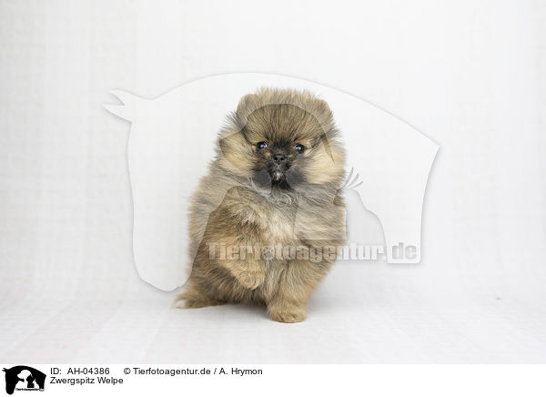 Zwergspitz Welpe / Pomeranian Puppy / AH-04386