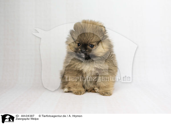 Zwergspitz Welpe / Pomeranian Puppy / AH-04387