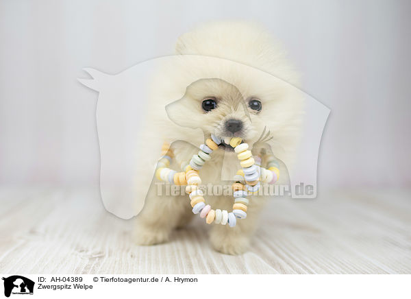 Zwergspitz Welpe / Pomeranian Puppy / AH-04389