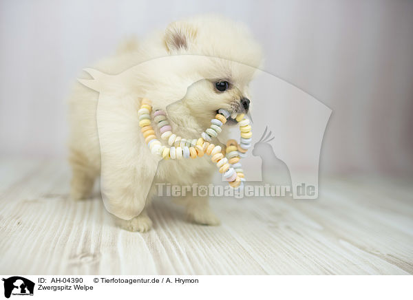 Zwergspitz Welpe / Pomeranian Puppy / AH-04390
