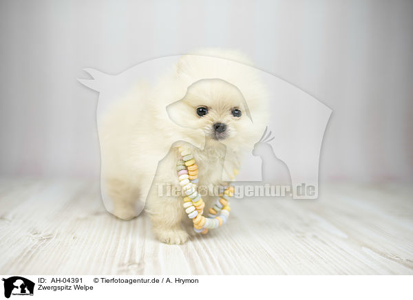 Zwergspitz Welpe / Pomeranian Puppy / AH-04391