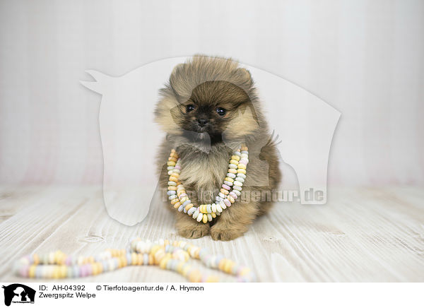 Zwergspitz Welpe / Pomeranian Puppy / AH-04392