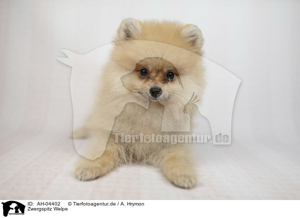 Zwergspitz Welpe / Pomeranian Puppy / AH-04402
