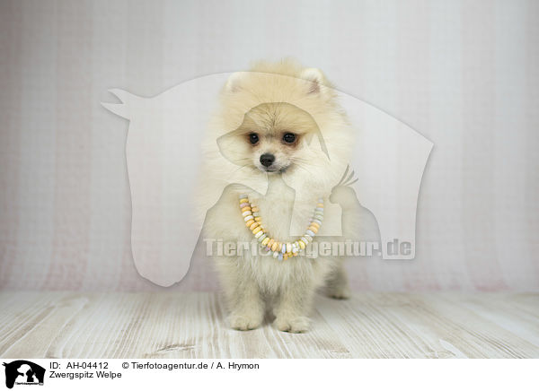 Zwergspitz Welpe / Pomeranian Puppy / AH-04412