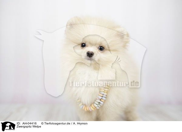 Zwergspitz Welpe / Pomeranian Puppy / AH-04416