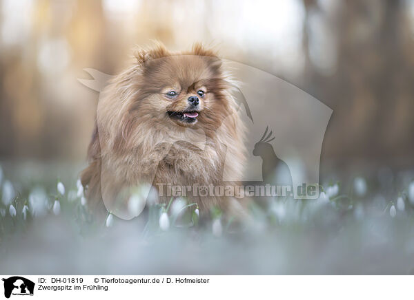Zwergspitz im Frhling / Pomeranian in spring / DH-01819