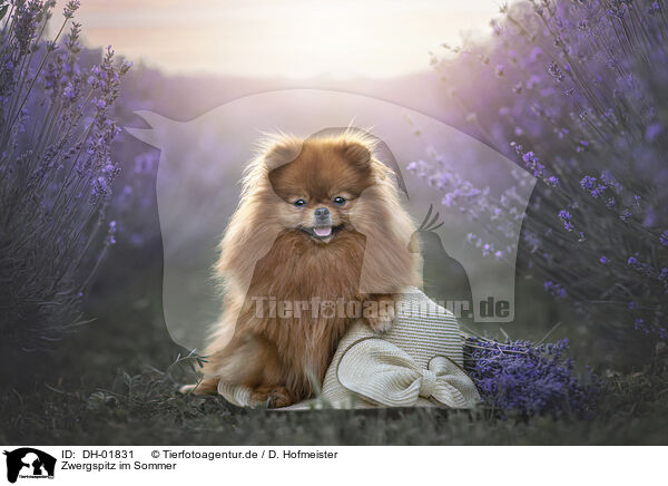 Zwergspitz im Sommer / Pomeranian in summer / DH-01831