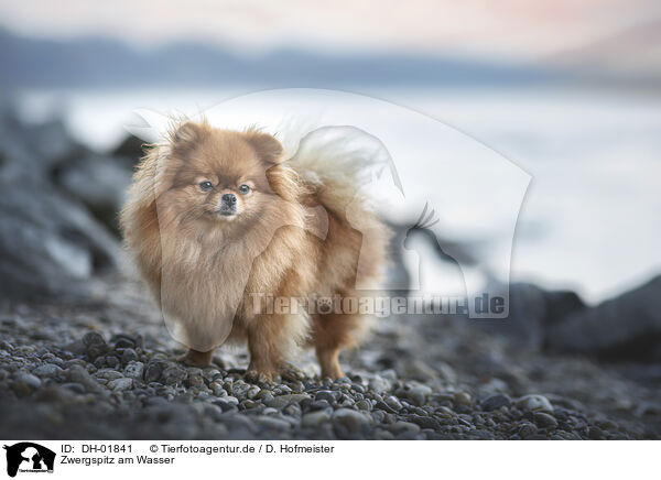 Zwergspitz am Wasser / Pomeranian by the water / DH-01841