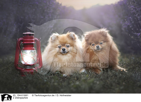 2 Zwergspitze / DH-01881