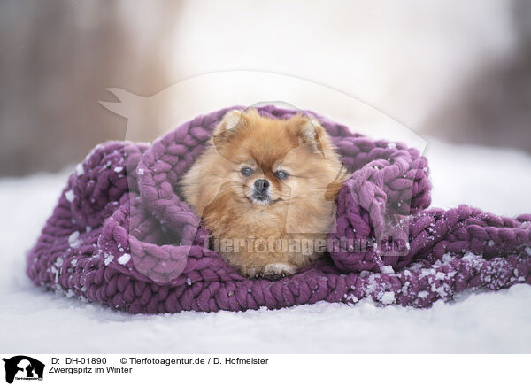 Zwergspitz im Winter / Pomeranian in winter / DH-01890