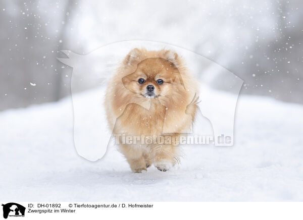 Zwergspitz im Winter / Pomeranian in winter / DH-01892