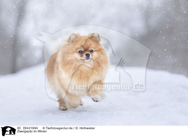 Zwergspitz im Winter / Pomeranian in winter / DH-01894