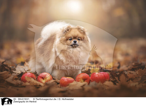 Zwergspitz im Herbst / Pomeranian in autumn / DH-01931