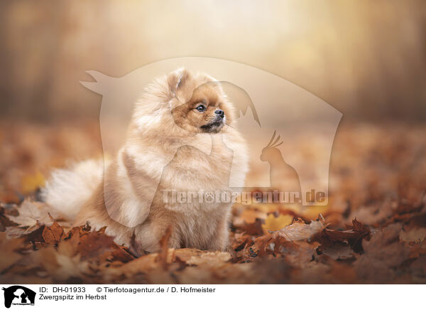 Zwergspitz im Herbst / Pomeranian in autumn / DH-01933