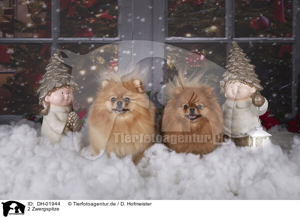 2 Zwergspitze / 2 Pomeranian / DH-01944