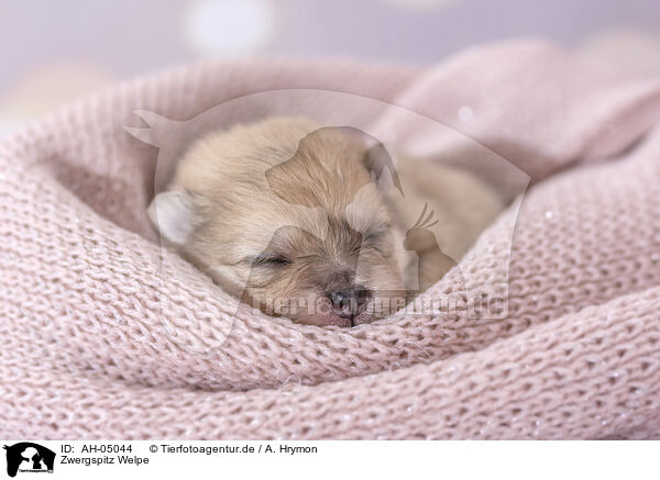 Zwergspitz Welpe / Pomeranian Puppy / AH-05044