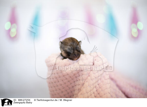 Zwergspitz Baby / Pomeranian Baby / MW-27254